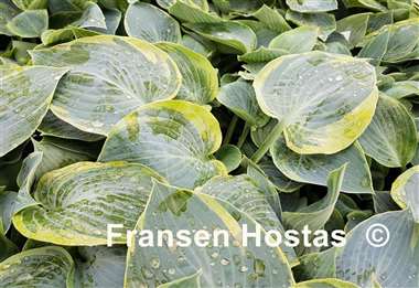 Hosta Shadow Seeker